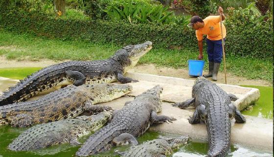 Hotel Royal Safari 치트완 외부 사진